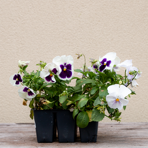 Pansy Matrix White Blotch 6 Pack