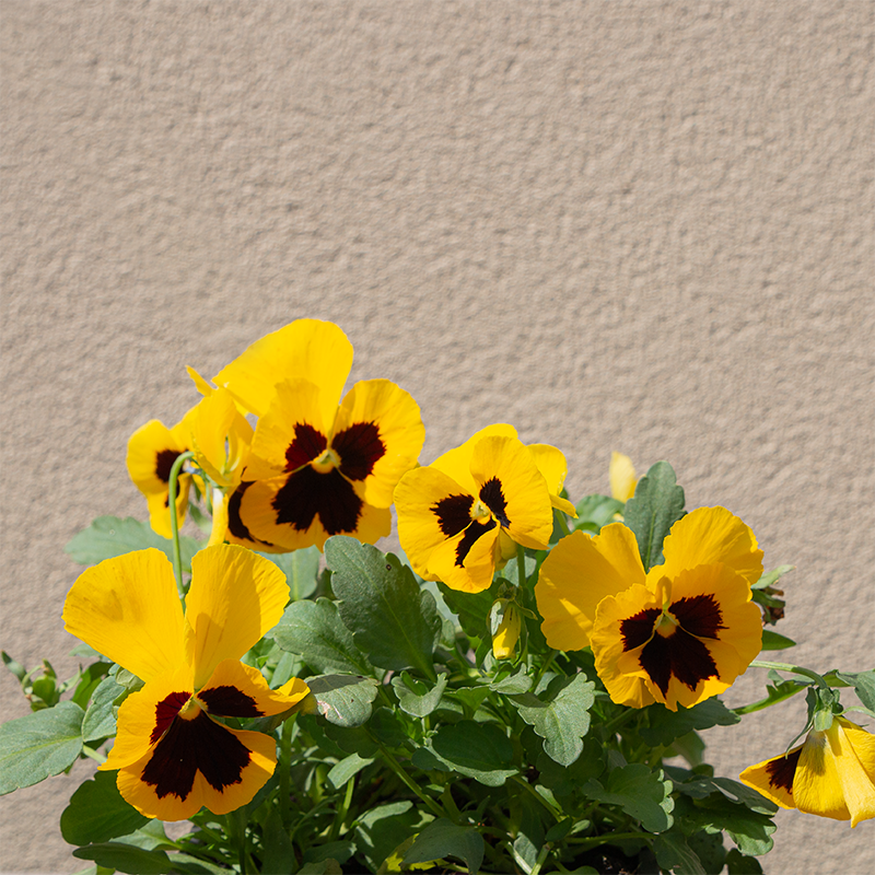 Pansy Matrix Yellow Blotch 6 Pack