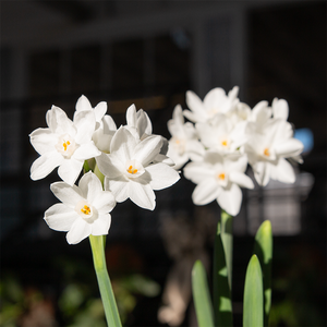 Planted Paperwhites in Helena Planter Grey 6.3"