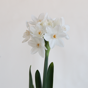 Planted Paperwhites in Copenhagen Planter Grey 3.9"