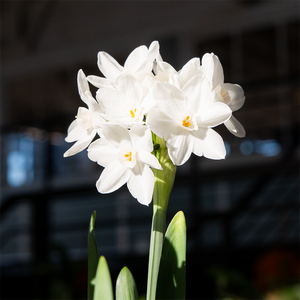 Planted Paperwhites in Julie Planter Grey 5.5"