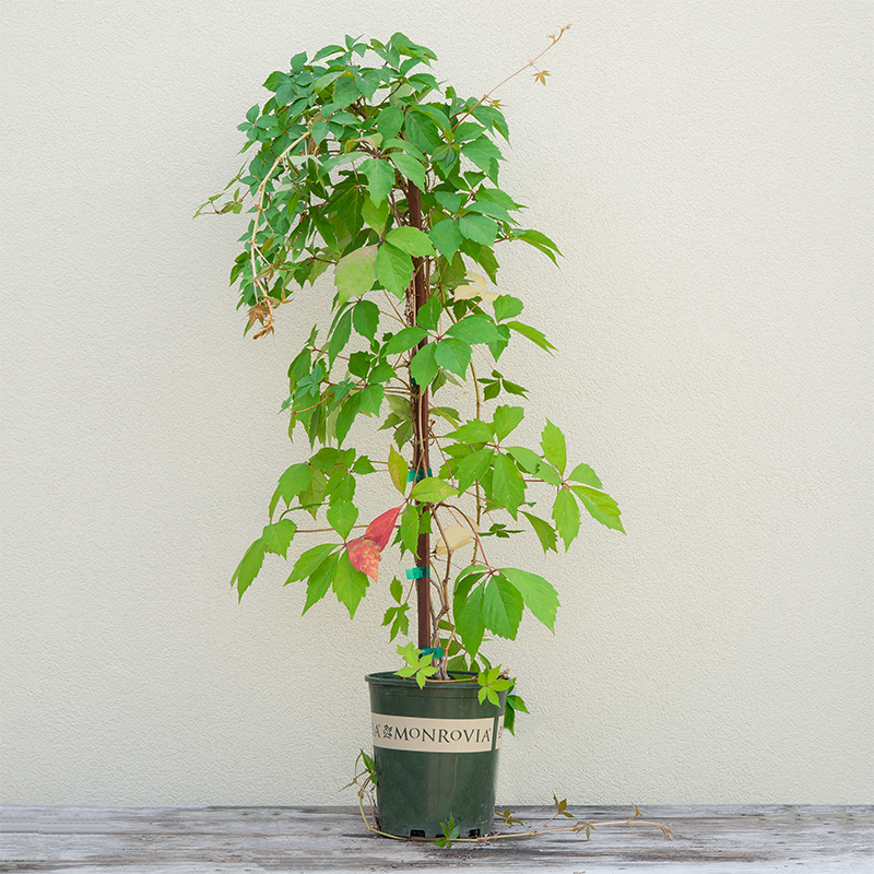 Parthenocissus quinquefolia #1 Teepee