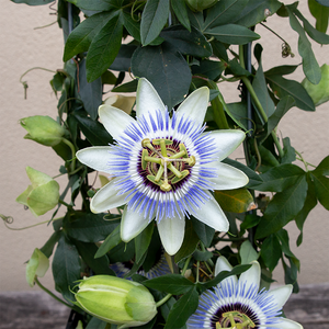 Passion Flower Vine 'Clear Sky' 7" Trellis