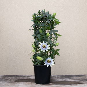 Passion Flower Vine 'Clear Sky' 7" Trellis