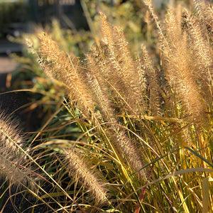 Pennisetum alo 'Red Head' #2