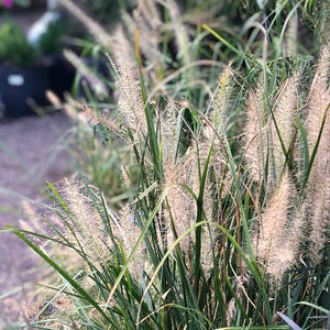 Pennisetum alo 'Red Head' #2