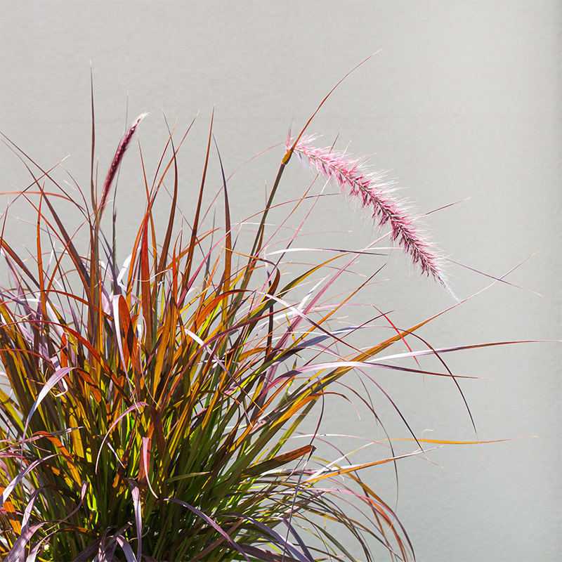 Pennisetum 'Rubrum' 6"