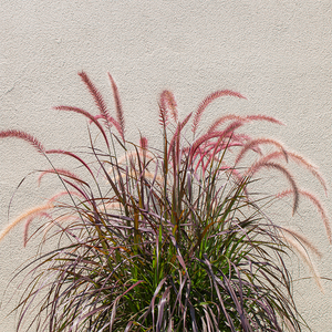 Pennisetum 'Rubrum' #2