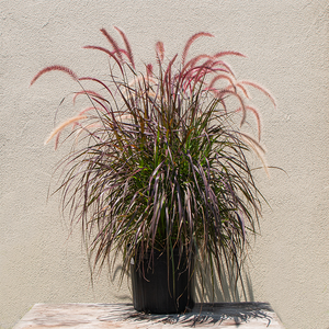 Pennisetum 'Rubrum' #2