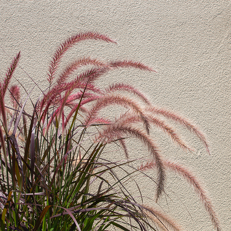 Pennisetum 'Rubrum' #2
