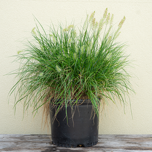 Pennisetum alo 'Little Bunny' #3
