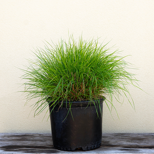 Pennisetum alo 'Little Bunny' #3