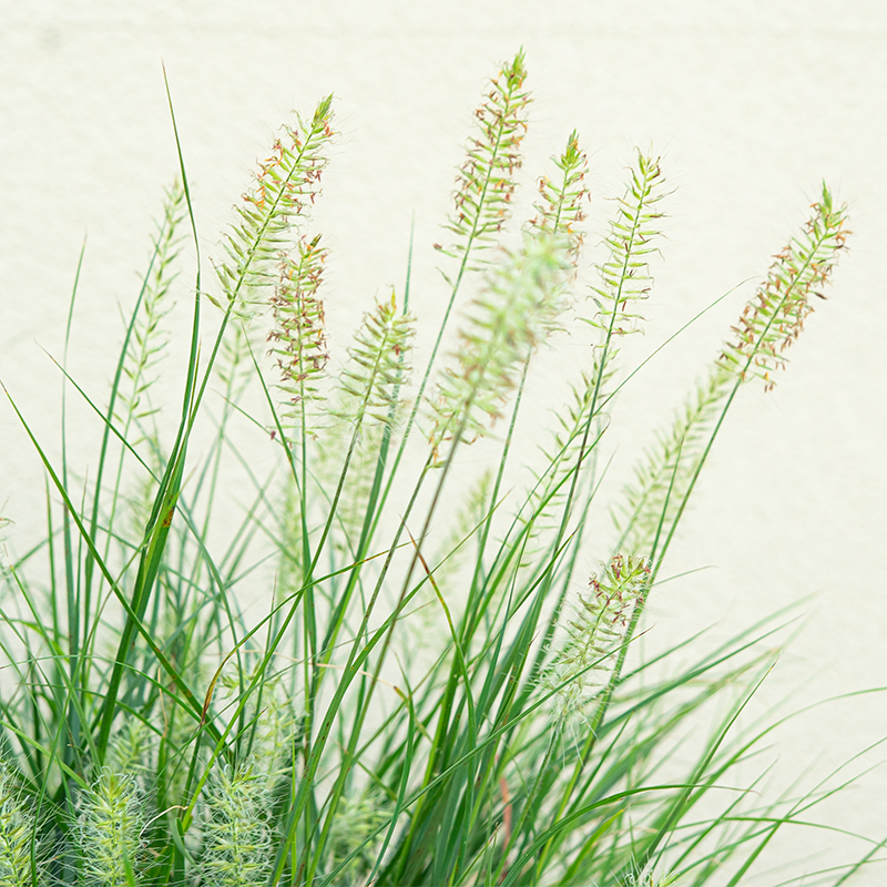 Pennisetum alo 'Little Bunny' #3