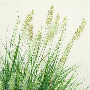 Pennisetum alo 'Little Bunny' #3