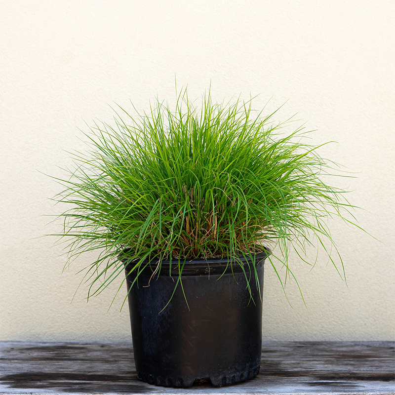 Pennisetum alo 'Little Bunny' #3