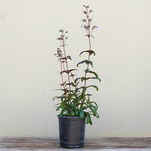 Penstemon 'Blackbeard' G01