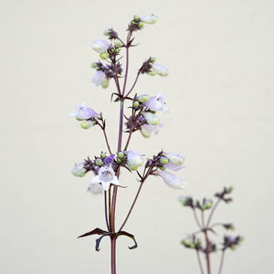 Penstemon 'Blackbeard' G01