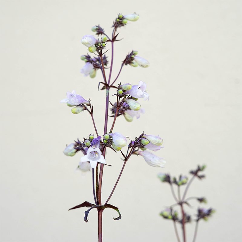 Penstemon 'Blackbeard' G01