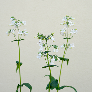 Penstemon digitalis Q01