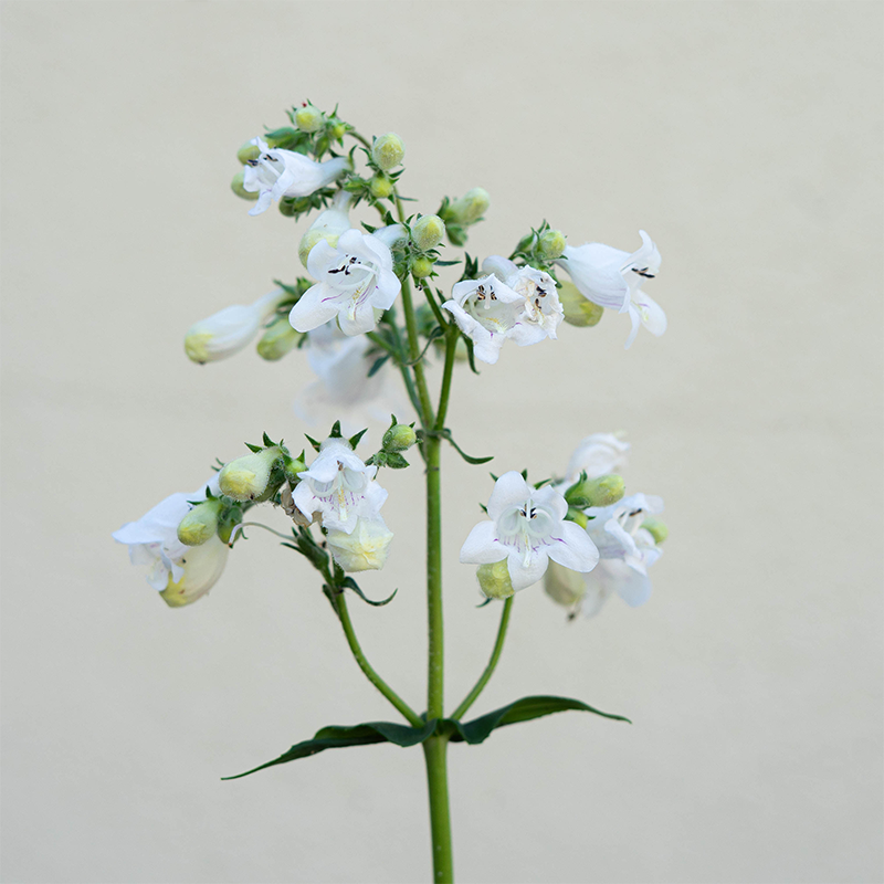 Penstemon digitalis Q01