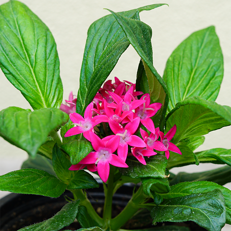 Pentas 'Starcluster Rose' 4"