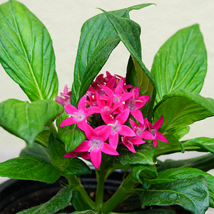Pentas 'Starcluster Rose' 4"