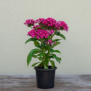 Pentas 'Starcluster Rose' 4"