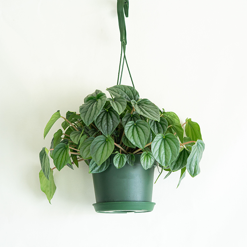 Peperomia 6" Hanging Basket