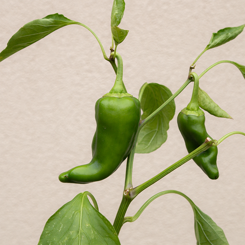 Pepper 'Carmen F1' 3.5"