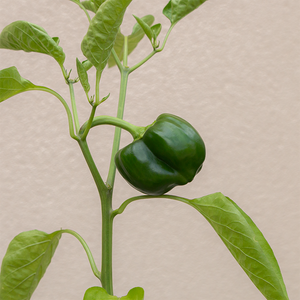 Pepper 'Green Machine F1' 3.5"