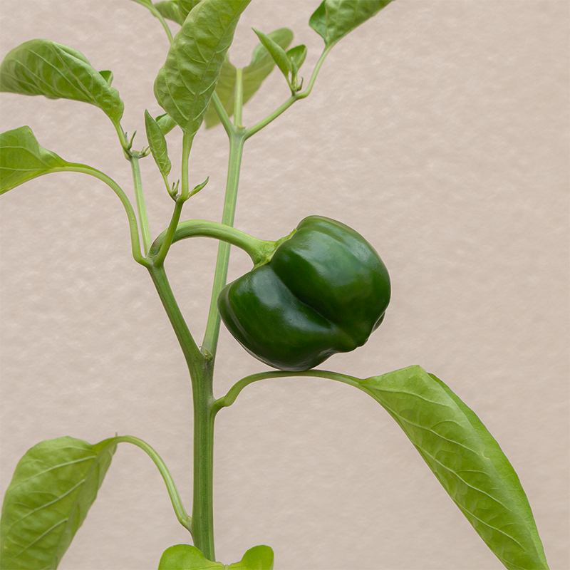Pepper 'Green Machine F1' 3.5"