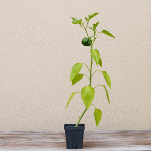 Pepper 'Green Machine F1' 3.5"