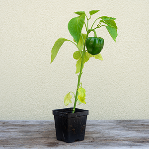 Pepper 'Green Machine F1' 3.5"