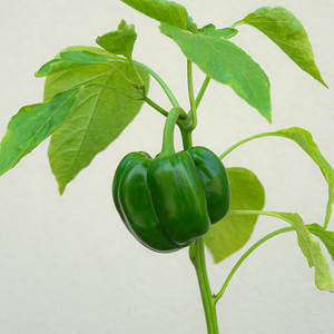 Pepper 'Green Machine F1' 3.5"
