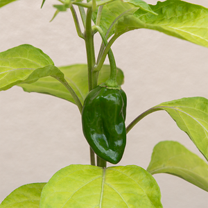 Pepper 'Helios F1' 3.5"