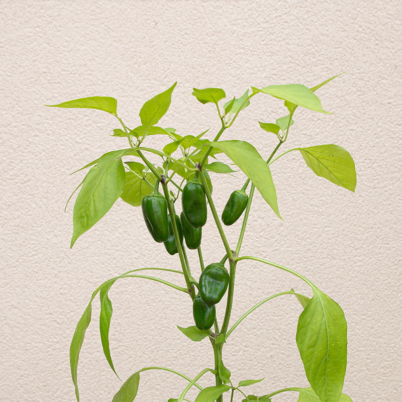 Pepper 'Lunchbox Red' 3.5"