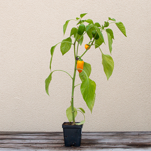 Pepper 'Lunchbox Yellow' 3.5"