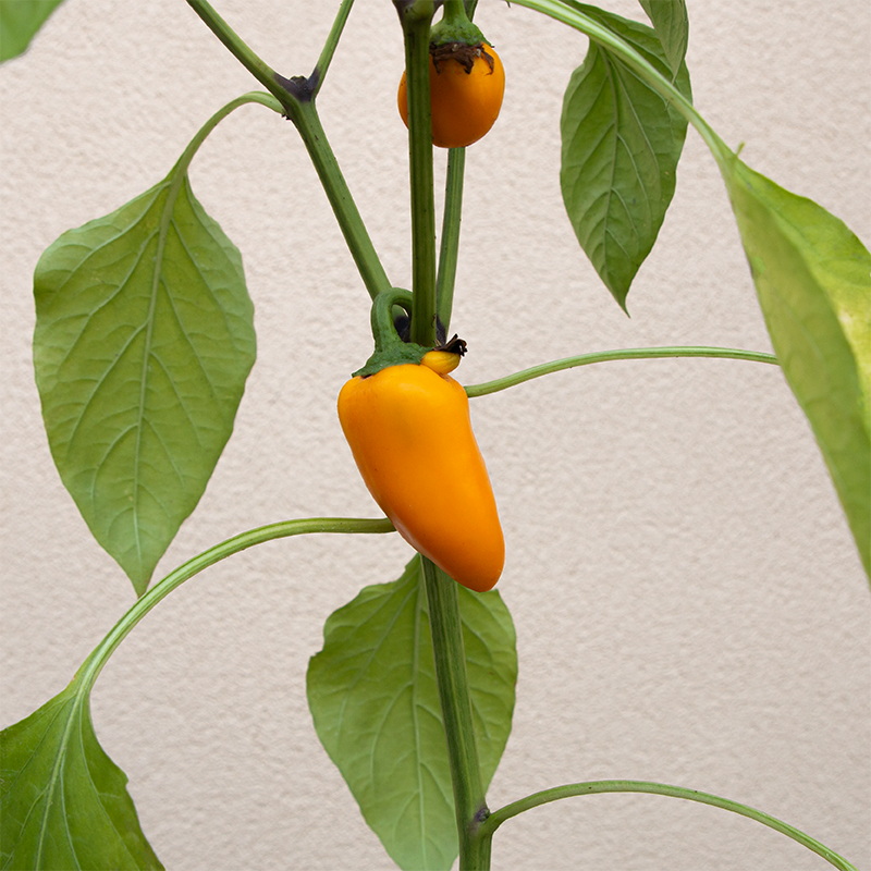 Pepper 'Lunchbox Yellow' 3.5"