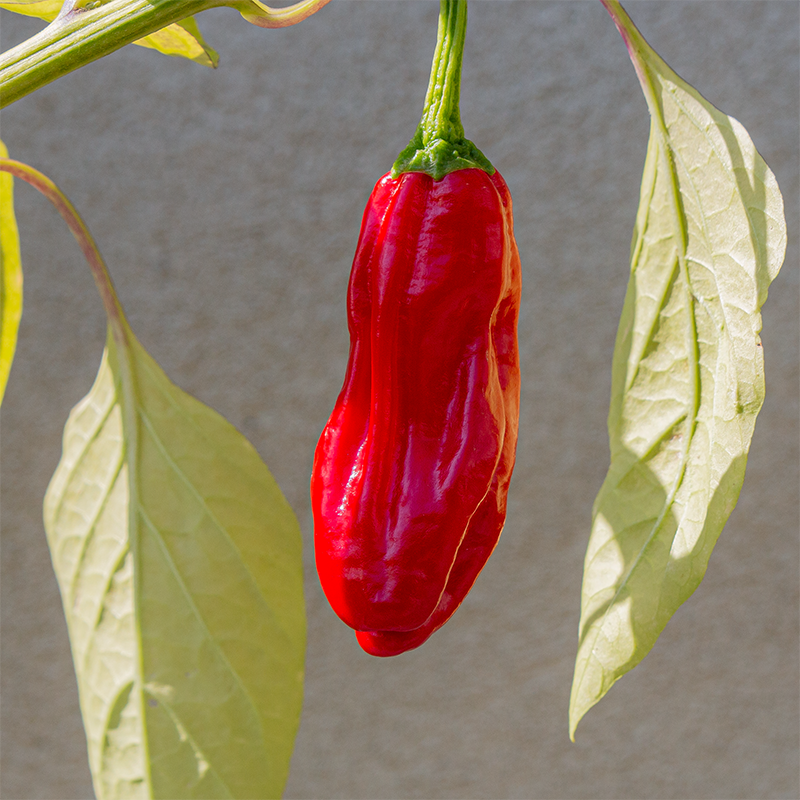 Pepper 'Mellow Star F1' 3.5"