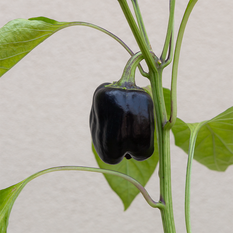 Pepper 'Purple Beauty' 3.5"