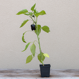 Pepper 'Purple Beauty' 3.5"