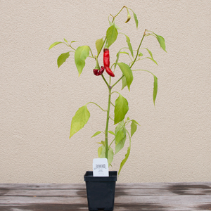 Pepper 'Red Flame F1' 3.5"