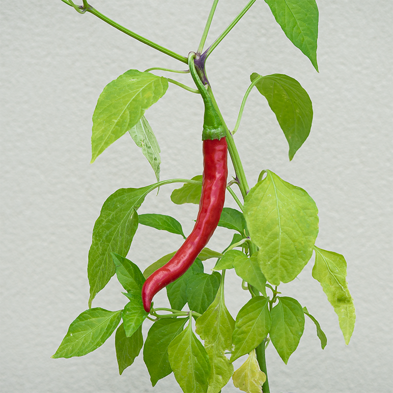Pepper 'Red Flame F1' 3.5"