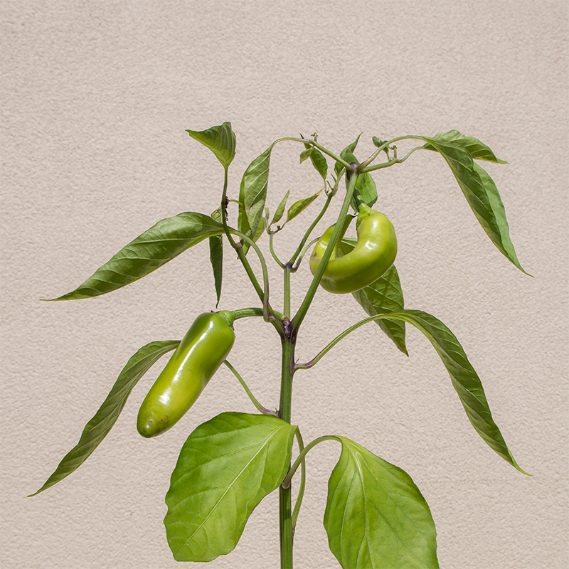 Pepper 'Sweet Banana' 3.5"