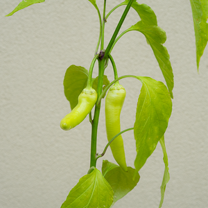 Pepper 'Sweet Banana' 3.5"
