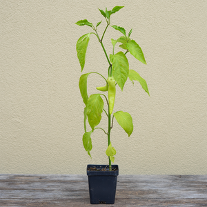 Pepper 'Sweet Banana' 3.5"