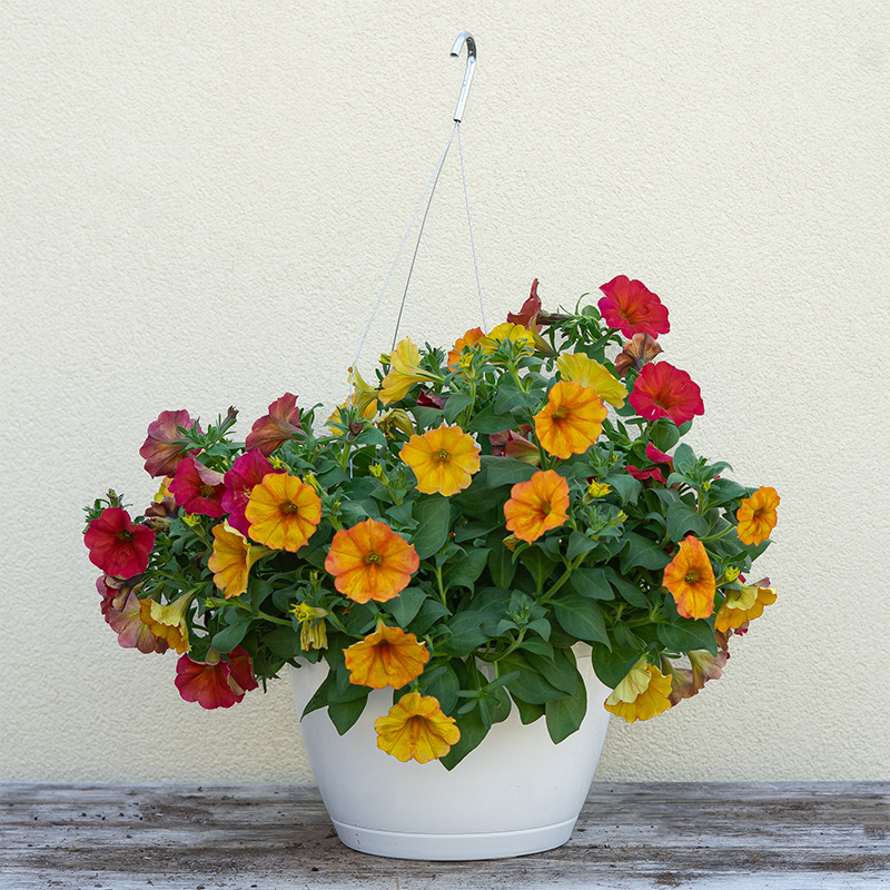 Petchoa Autumn Day Mix 10" Hanging Basket