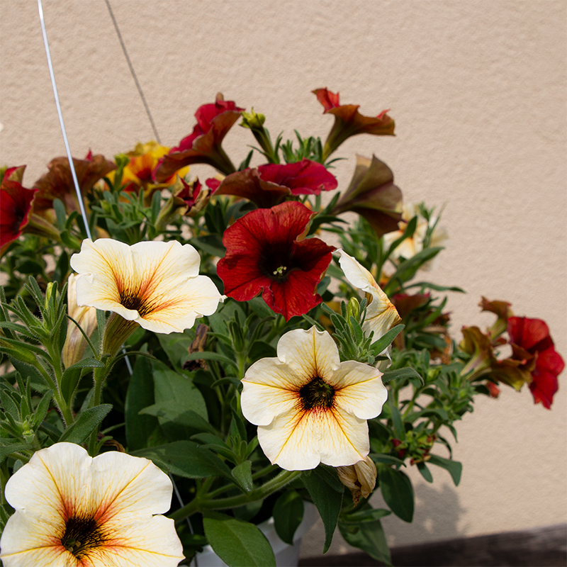 Petchoa Bonfire Mix 10" Hanging Basket