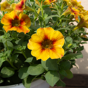 Petchoa Caramel Yellow 10" Hanging Basket