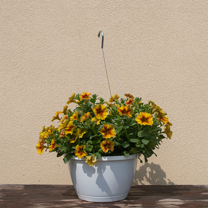 Petchoa Caramel Yellow 10" Hanging Basket